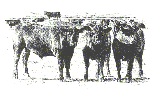 Farma Angus, Srpski Krstur