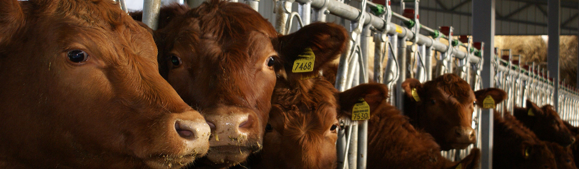 Pornografik fotosuratlar va videolarni joylashtiring Kazaklar ayollarining jinsiy aloqa fotosuratlari