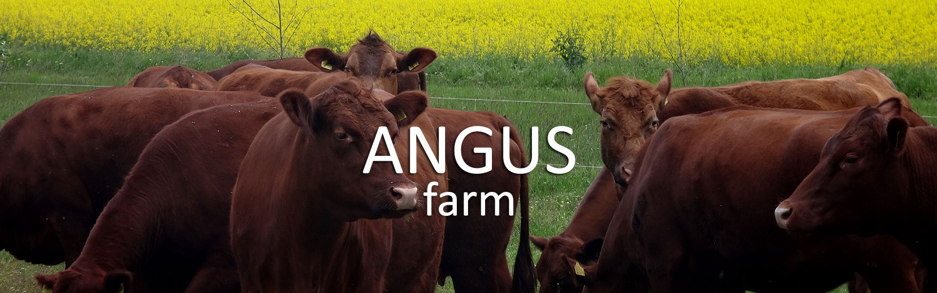 Farma Angus, Srpski Krstur