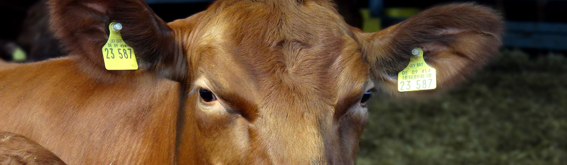 Farma Angus, Srpski Krstur